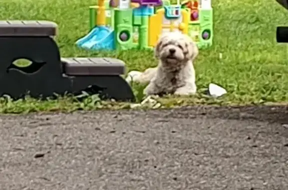 Lost Dog Spotted Near 32nd & Columbus