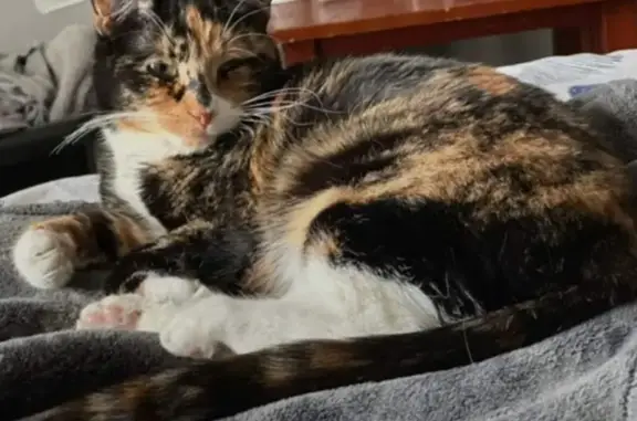 Missing Tricolor Calico Cat - Lowell, MA