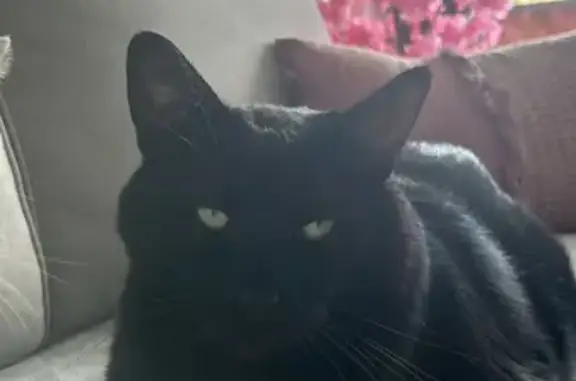 Chat perdu, La Rochelle, photo: Chat noir perdu à Mireuil, aide recherchée