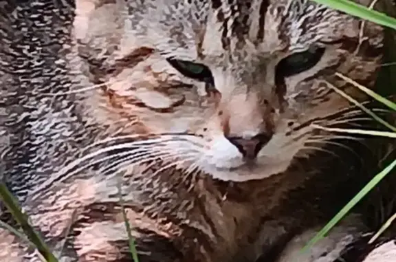 Friendly Male Cat Found on South Street, Plymouth