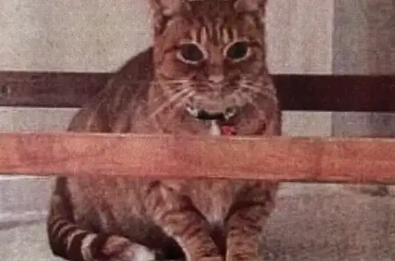Chat perdu, Saint-Nazaire, photo: Chatte rousse perdue à Saint-Nazaire