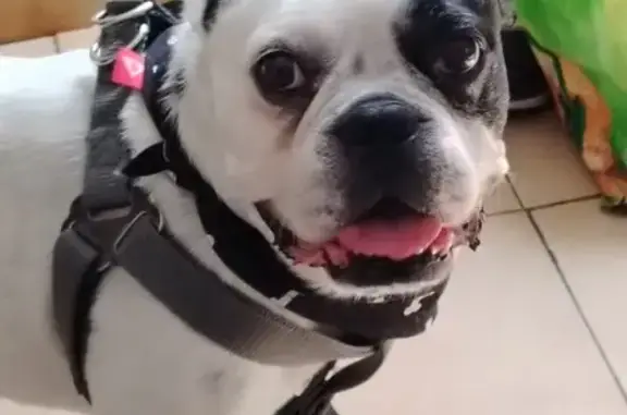 Chien perdu Béziers, photo : Bouledogue français mâle perdu à Béziers