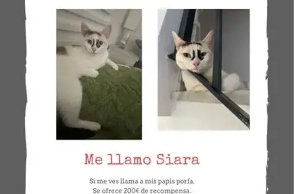 Gato Perdido en Camino Aral, La Algaba