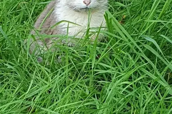 Chat trouvé en mauvaise santé à Saint-Nazaire - photo