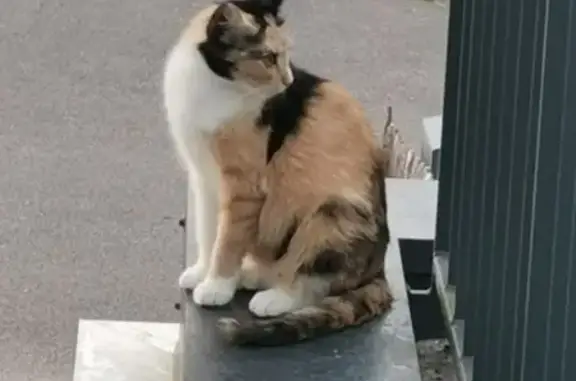 Chat écaille de tortue et 3 chatons trouvés - photo