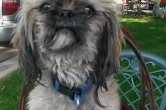 Lost Shih Tzu: Max, 12, Missing in Spanish Fork