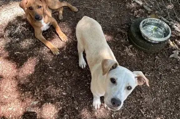 Found: Male Dogs in Dunmore Court, High Point