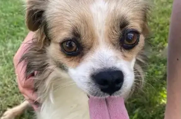 Animaux trouvés Fontenilles, photo: Chihuahua trouvé à Fontenilles le 17/08