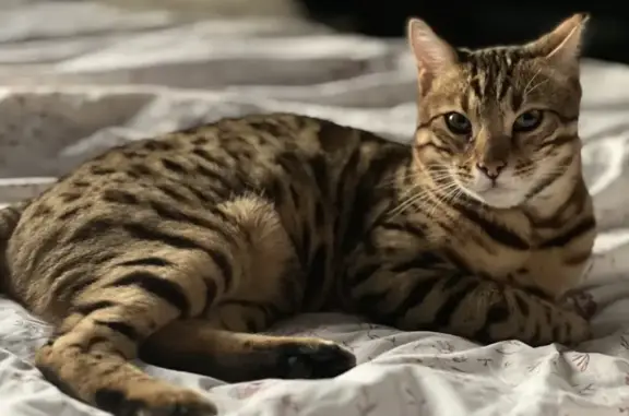 Chat perdu, Pithiviers, photo: Chat Bengal mâle perdu à Pithiviers