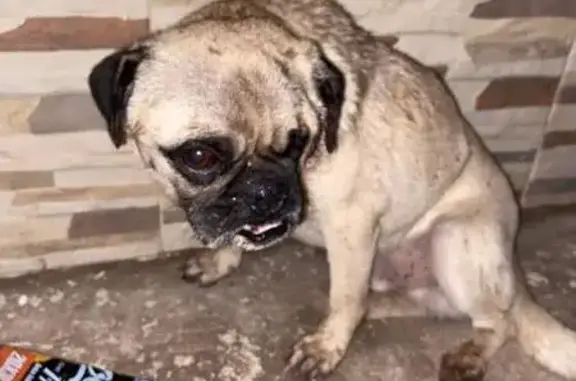 Perro Rescatado Necesita Ayuda Urgente