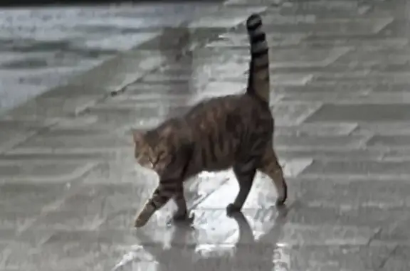 Chat de gouttière clair trouvé Rue Bontemps - photo