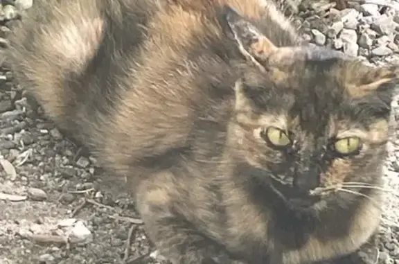 Animaux trouvés , photo: Chat trouvé à Ille-sur-Têt, très docile