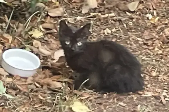 Chaton affamé trouvé Chemin du Loup, Toulouse - photo