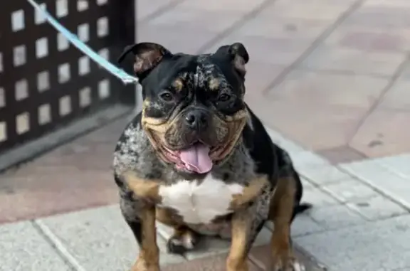 ¡Perro Perdido! Gala, Negra con Manchas Cafés