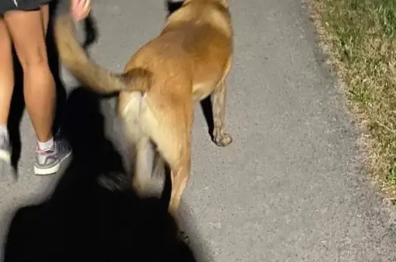 Berger malinois trouvé à Rioz - photo