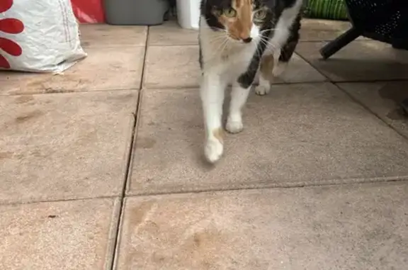 Chatte tricolore trouvée, sociable, Brive - photo