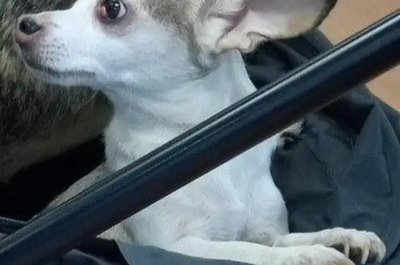 Lost White Chihuahua, Last Seen Near Walmart