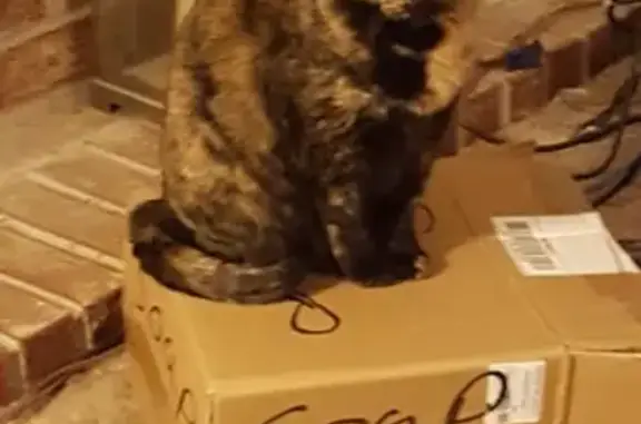 Missing: Lily, Tortoiseshell Cat in Rogers