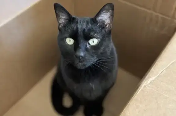 Lost Black Cat - Lexington Court, Fort Collins