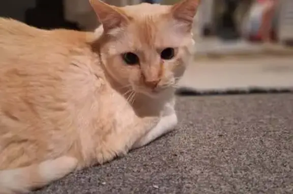 Missing 9yo Flame Point Siamese - Marion