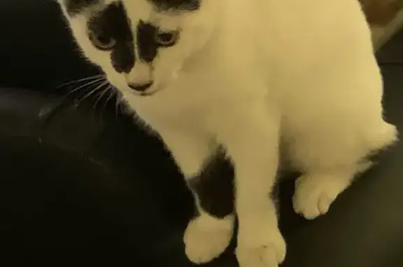 Animaux perdus La Crau, photo: Chat perdu: mâle stérilisé, collier, La Crau
