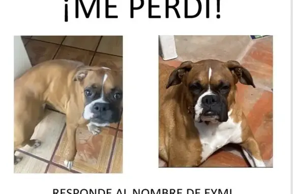 Perro Boxer Hembra Perdido en Guadalajara