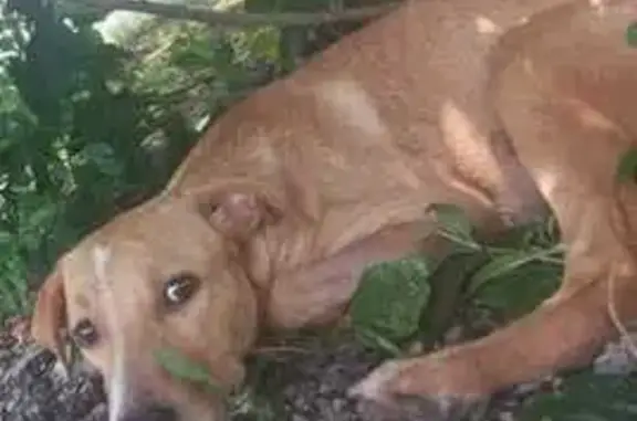 ¡Perro perdido! Pitbull miel con franja blanca