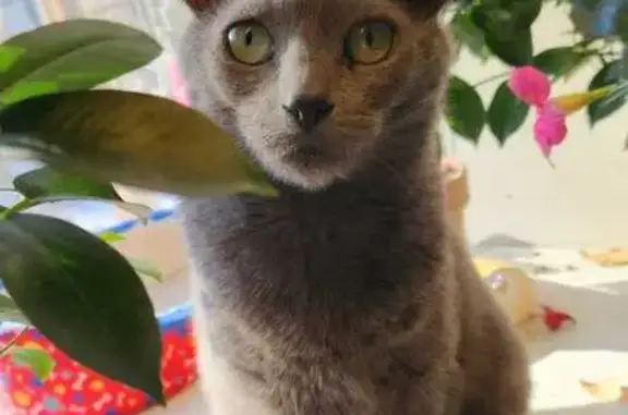 Lost Russian Blue Cat on West 79th St.