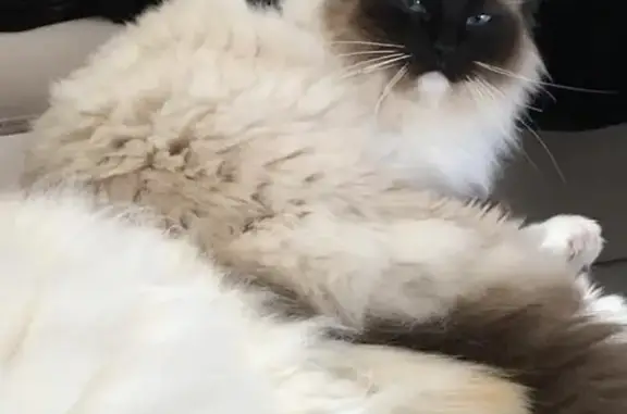 Missing Ragdoll Cat in Boroondara: Help!