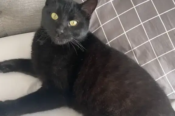 Lost Black Cat in California, MD - 4 Yrs Old