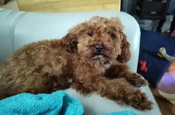 Found Brown Poodle Mix: Sahler Plaza, Omaha