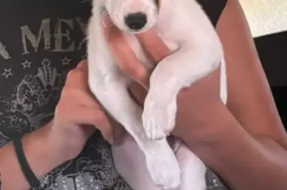 Lost Puppy: White with Brown Ears - Help!