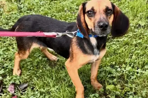 Lost Beagle in Coram: Help Find Johnny!