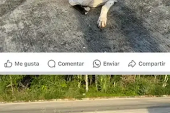 Perro con Playera Encontrado en Av. La Rioja 35, Cancún