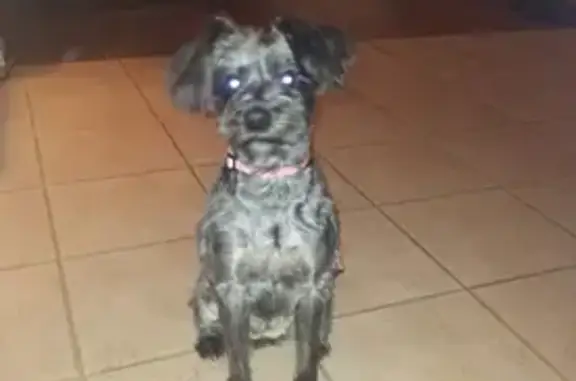 Lost and found pets , photo: Missing Senior Black Dog - Heckel St, Belleville
