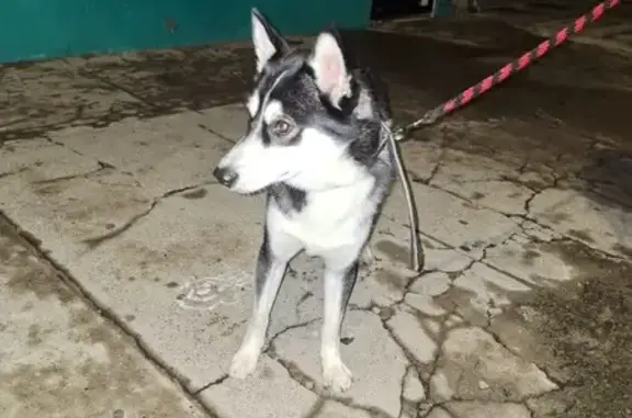 Perro Husky Encontrado en Colonia San Antonio