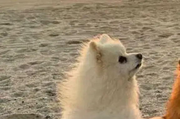 Perro Pomerania Perdido en Santa Fe, Cabo