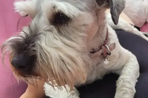 Perro Perdido: Schnauzer-French en San Cristóbal