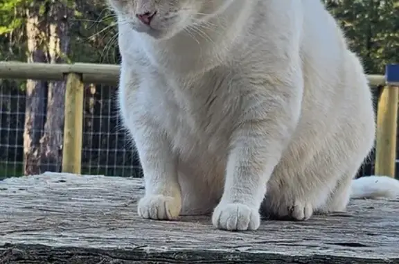 Lost Large White Cat with Orange Accents - Idaho