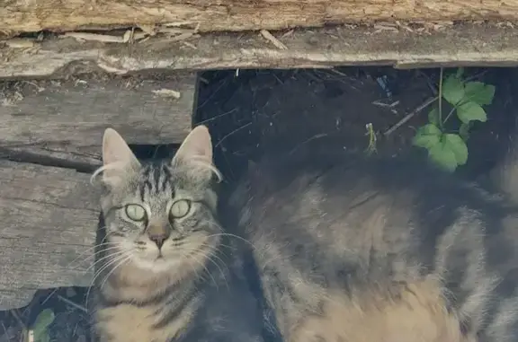 Animaux perdus Saint-Pierre-des-Corps, photo: Chatte beige tigré perdue à Saint-Pierre-des-Corps