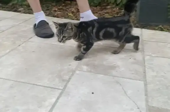 Chat trouvé à Mirebeau-sur-Bèze - photo