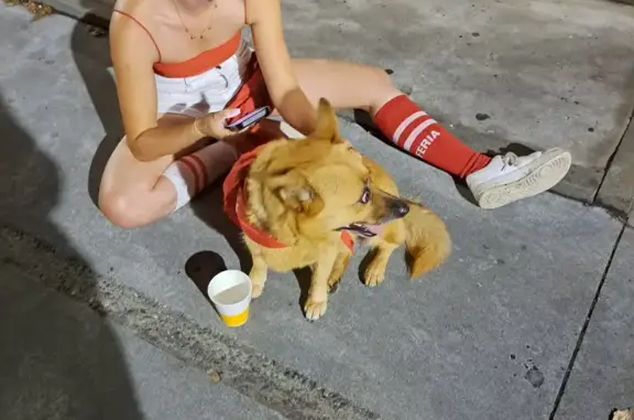 Chien retrouvé à Saint Paul, emmené à la SPA - photo