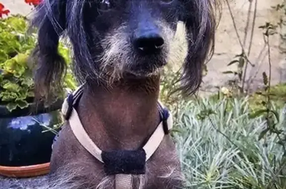Chien perdu Fréjus, photo : Chien nu noir mâle perdu à Fréjus