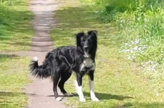 Chien perdu Bretignolles-sur-Mer, photo : Border collie noire et blanche perdue
