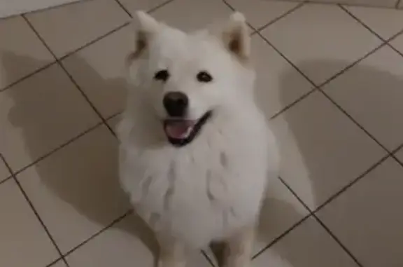Chien trouvé Meursac, photo: Samoyède docile trouvé, Rue des Écoles 12