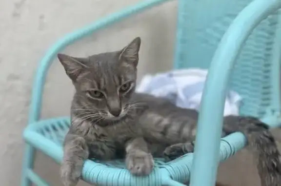 Chatte grise trouvée à Porto-Vecchio, Corse - photo