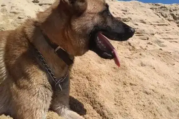 Perro Perdido: Pastor Belga Malinois en Cabo