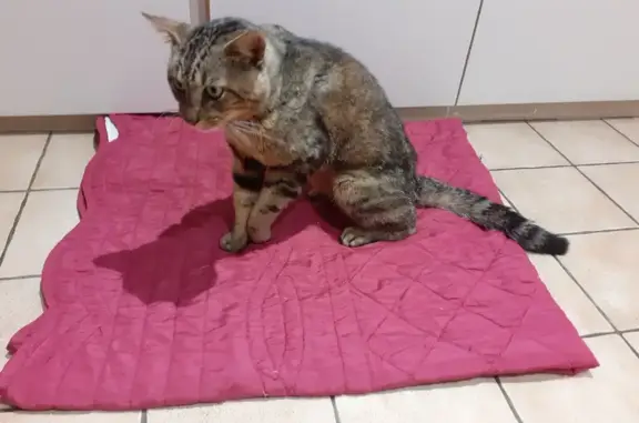 Chat tigré trouvé, blessé patte, Abondant - photo