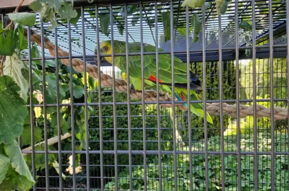 Animaux perdus Saint-Paul, photo: Perdu : Oiseau vert parlant à Saint-Paul