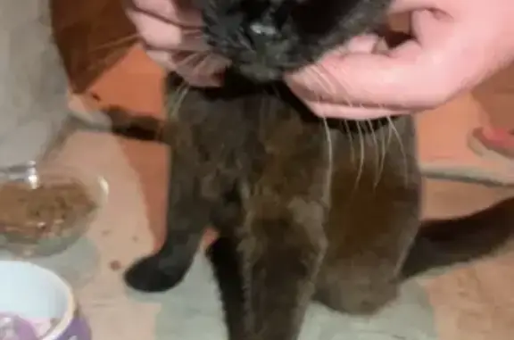 Chat aveugle et sourd trouvé, mis en sécurité - photo